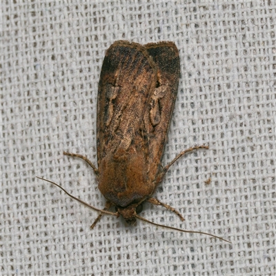 Agrotis infusa (Bogong Moth, Common Cutworm) at Harrison, ACT - 17 Oct 2025 by DPRees125
