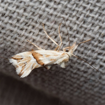 Heliocosma argyroleuca (A tortrix or leafroller moth) at Harrison, ACT - 17 Oct 2025 by DPRees125