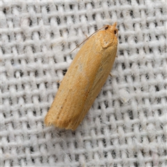 Standishana concolorana (A Tortricid moth (Archipini) by DPRees125