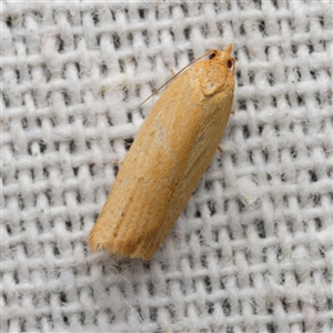 Standishana concolorana (A Tortricid moth (Archipini) by DPRees125