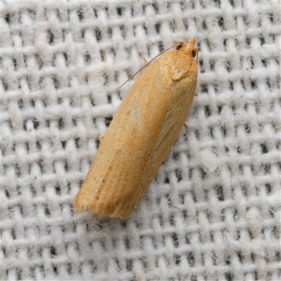 Standishana concolorana (A Tortricid moth (Archipini) at  - suppressed by DPRees125