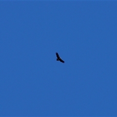 Aquila audax (Wedge-tailed Eagle) at Kambah, ACT - 1 Sep 2025 by Paul57