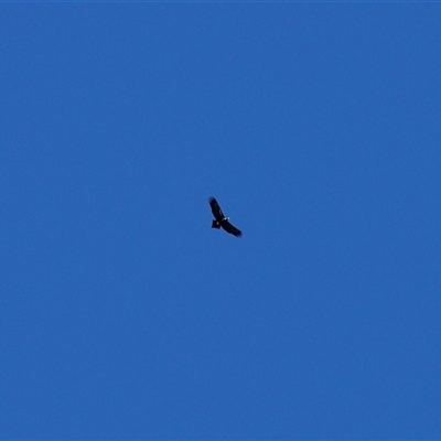 Aquila audax (Wedge-tailed Eagle) at Kambah, ACT - 1 Sep 2025 by Paul57