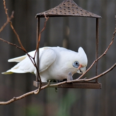 Cacatua sanguinea (Little Corella) at Fisher, ACT - 20 Jul 2025 by Paul57