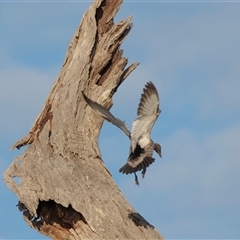 Chenonetta jubata at Berri, SA - 15 Sep 2025 by AlisonMilton