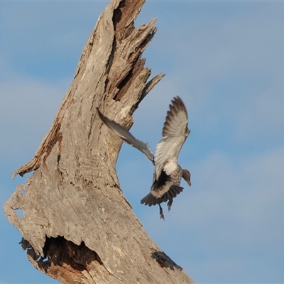 Chenonetta jubata at Berri, SA - 15 Sep 2025 by AlisonMilton