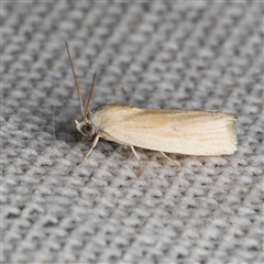 Earias chlorodes (Pale Earias) by DPRees125