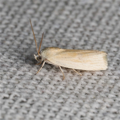 Earias chlorodes (Pale Earias) at  - suppressed by DPRees125