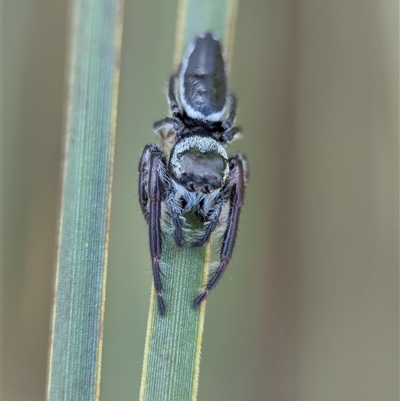 Opisthoncus sp. (genus) (Opisthoncus jumping spider) at Bells Beach, VIC - 18 Oct 2025 by Miranda
