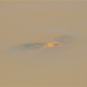 Cyprinus carpio (Common Carp) at Kambah, ACT - 18 Oct 2025 by Paul57