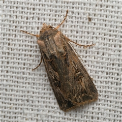 Agrotis radians (Brown Cutworm) by DPRees125