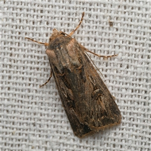 Agrotis radians (Brown Cutworm) by DPRees125