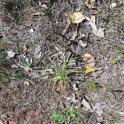 Anthoxanthum odoratum (Sweet Vernal Grass) at Watson, ACT - 20 Oct 2025 by abread111
