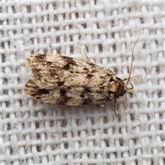 Barea zygophora (Concealer Moth) at Harrison, ACT - 17 Oct 2025 by DPRees125