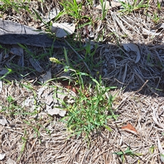 Anthoxanthum odoratum (Sweet Vernal Grass) at Watson, ACT - 20 Oct 2025 by abread111