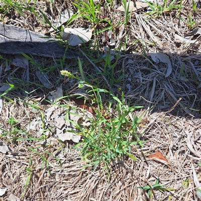 Anthoxanthum odoratum (Sweet Vernal Grass) at Watson, ACT - 20 Oct 2025 by abread111