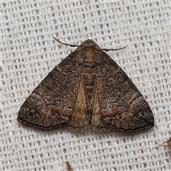 Dysbatus (genus) (A Line Geometrid.) by DPRees125