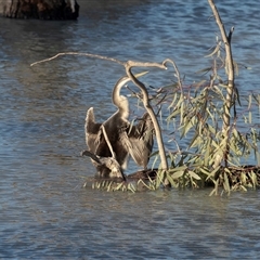 Anhinga novaehollandiae at Berri, SA - 15 Sep 2025 by AlisonMilton