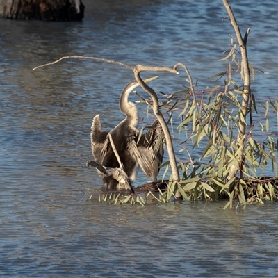 Anhinga novaehollandiae at Berri, SA - 15 Sep 2025 by AlisonMilton