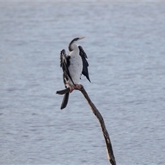 Anhinga novaehollandiae at Berri, SA - 15 Sep 2025 by AlisonMilton