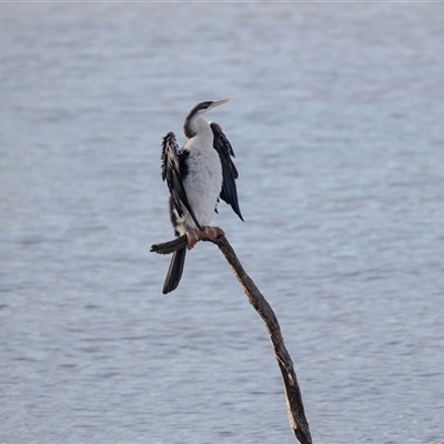 Anhinga novaehollandiae at Berri, SA - 15 Sep 2025 by AlisonMilton