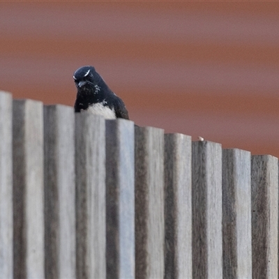 Rhipidura leucophrys (Willie Wagtail) at Monarto, SA - 15 Sep 2025 by AlisonMilton