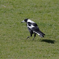 Gymnorhina tibicen (Australian Magpie) at Strathalbyn, SA - 15 Sep 2025 by AlisonMilton