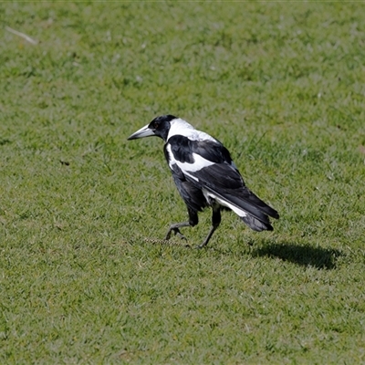 Gymnorhina tibicen (Australian Magpie) at Strathalbyn, SA - 15 Sep 2025 by AlisonMilton