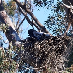 Aquila audax (Wedge-tailed Eagle) at Tharwa, ACT - 15 Oct 2025 by jb2602