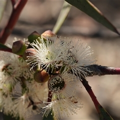 Eucalyptus gregsoniana (Wolgan Snow Gum) at Oallen, NSW - 15 Oct 2025 by RobG1