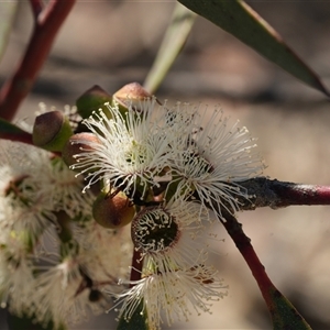 Eucalyptus gregsoniana (Wolgan Snow Gum) at Oallen, NSW - 15 Oct 2025 by RobG1