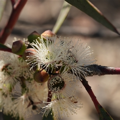 Eucalyptus gregsoniana (Wolgan Snow Gum) at Oallen, NSW - 15 Oct 2025 by RobG1