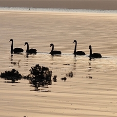 Cygnus atratus at American River, SA - 16 Sep 2025 by AlisonMilton