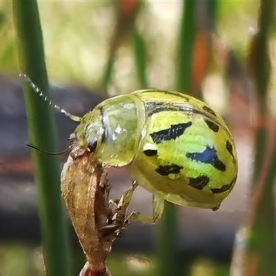 Paropsisterna obliterata (Obliterate Melaleuca Leaf Beetle) at Tharwa, ACT - 20 Oct 2025 by JohnBundock