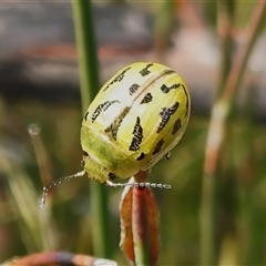 Paropsisterna obliterata at Tharwa, ACT - 20 Oct 2025 11:30 AM