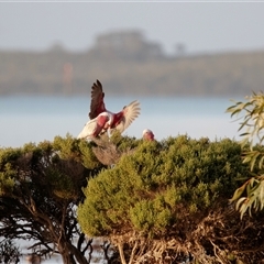 Eolophus roseicapilla (Galah) at American River, SA - 16 Sep 2025 by AlisonMilton