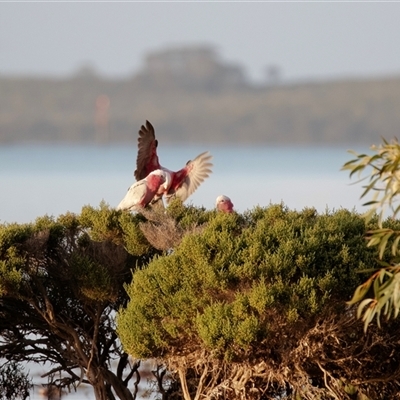 Eolophus roseicapilla (Galah) at American River, SA - 16 Sep 2025 by AlisonMilton
