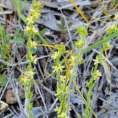 Galium gaudichaudii subsp. gaudichaudii (Rough Bedstraw) at Whitlam, ACT - 19 Oct 2025 by sangio7