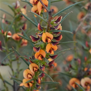 Daviesia acicularis (Sandplain Bitterpea) at Oallen, NSW - 15 Oct 2025 by RobG1