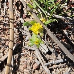 Triptilodiscus pygmaeus (Annual Daisy) at Whitlam, ACT - 19 Oct 2025 by sangio7