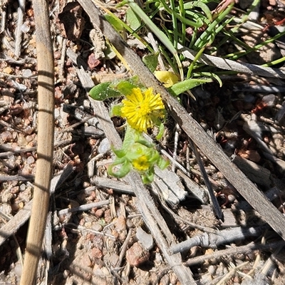 Triptilodiscus pygmaeus (Annual Daisy) at Whitlam, ACT - 19 Oct 2025 by sangio7
