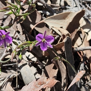 Thysanotus patersonii (Twining Fringe Lily) at Whitlam, ACT - 19 Oct 2025 by sangio7