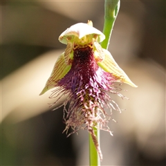 Calochilus robertsonii (Beard Orchid) at Oallen, NSW - 15 Oct 2025 by RobG1