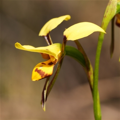 Diuris sulphurea (Tiger Orchid) at Oallen, NSW - 15 Oct 2025 by RobG1