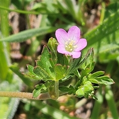 Geranium retrorsum (Grassland Cranesbill) at Whitlam, ACT - 19 Oct 2025 by sangio7