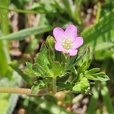 Geranium retrorsum (Grassland Cranesbill) at Whitlam, ACT - 19 Oct 2025 by sangio7