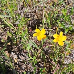 Hypericum gramineum (Small St Johns Wort) at Whitlam, ACT - 19 Oct 2025 by sangio7