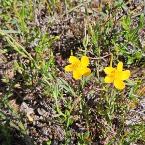 Hypericum gramineum (Small St Johns Wort) at Whitlam, ACT - 19 Oct 2025 by sangio7