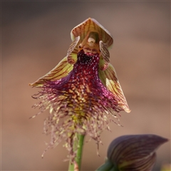 Calochilus robertsonii (Beard Orchid) at Oallen, NSW - 15 Oct 2025 by RobG1