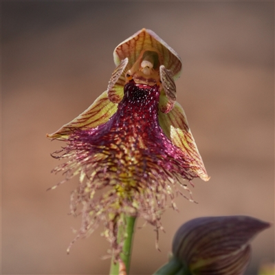 Calochilus robertsonii (Beard Orchid) at Oallen, NSW - 15 Oct 2025 by RobG1